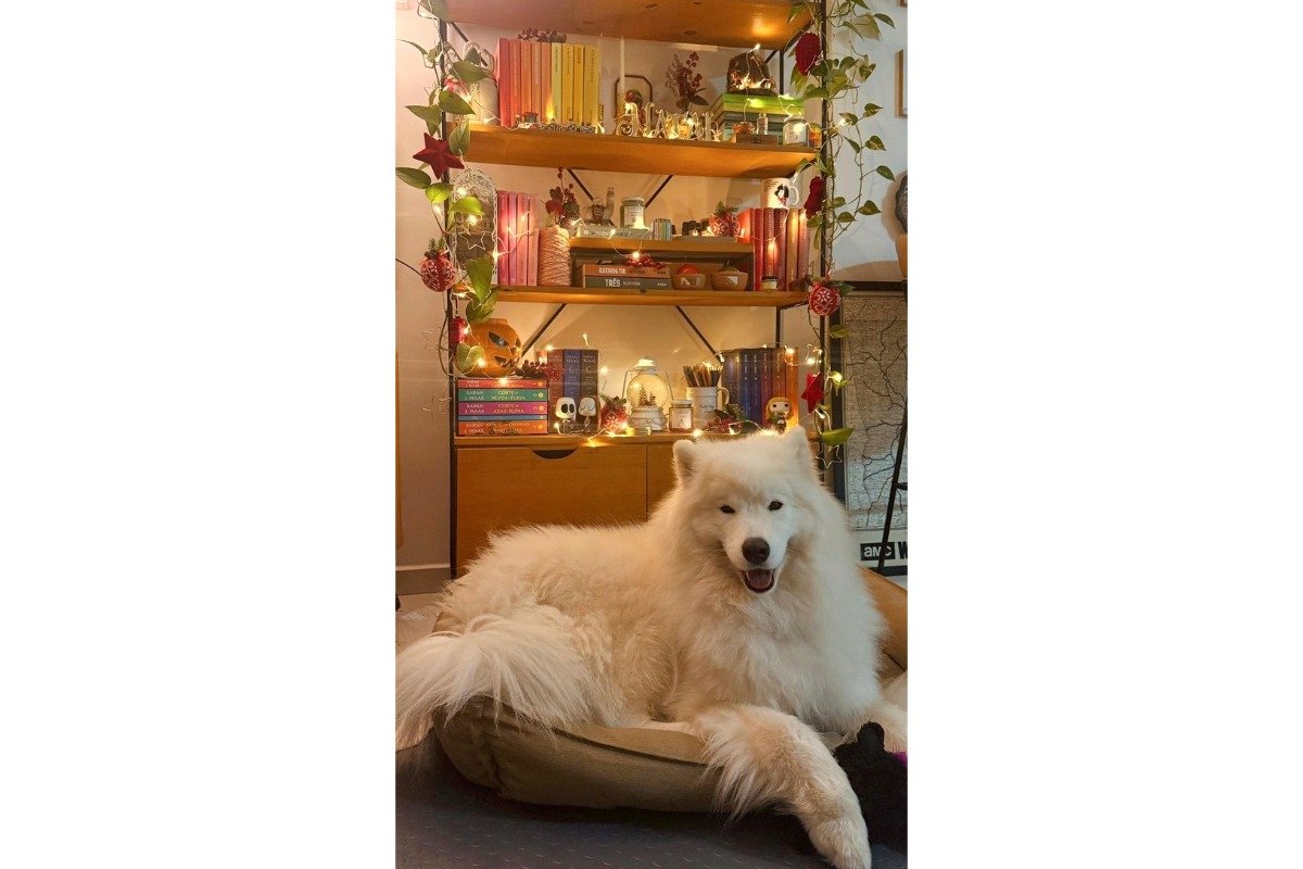 estante art factory decorada com um cachorro na frente pousando para a foto